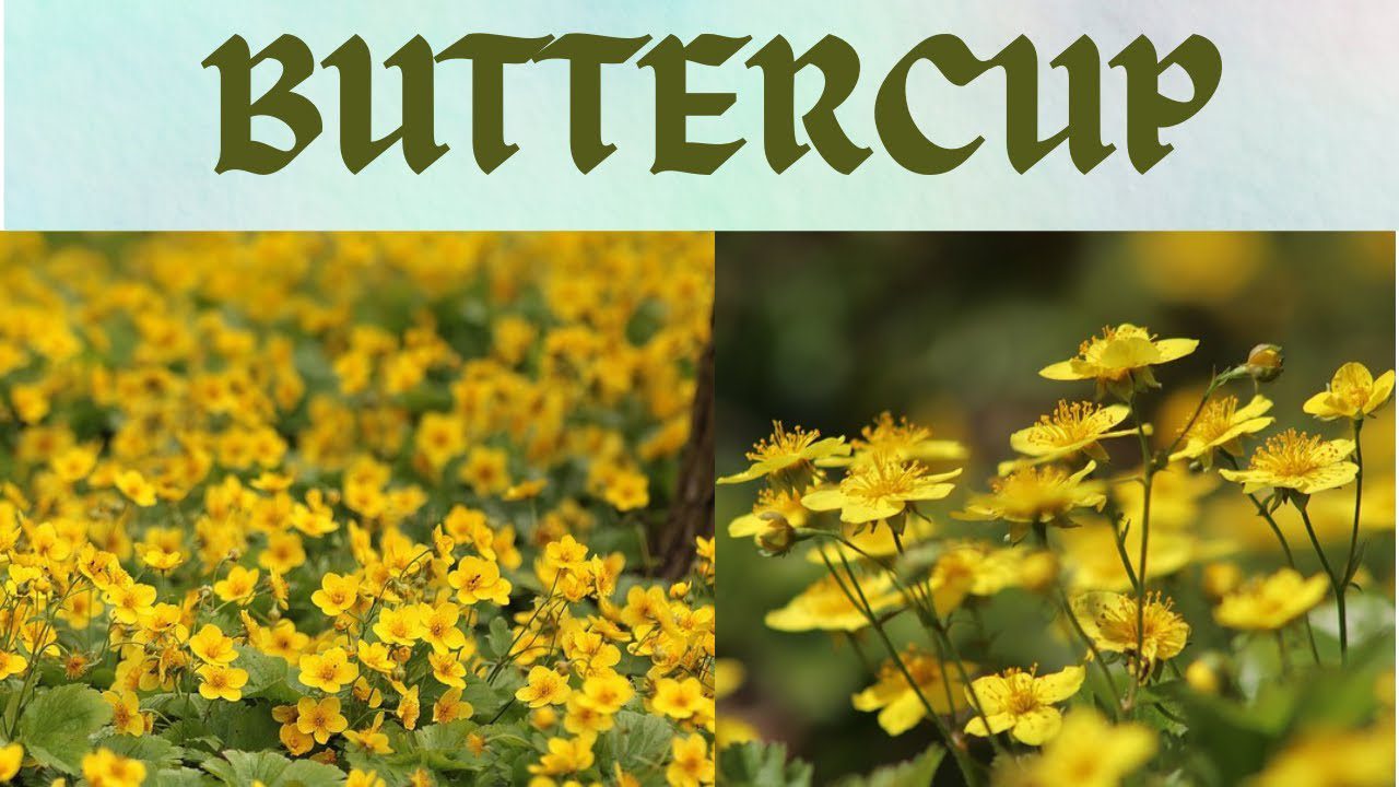 Unlocking the Secret Language of Love What Buttercup Symbolizes in